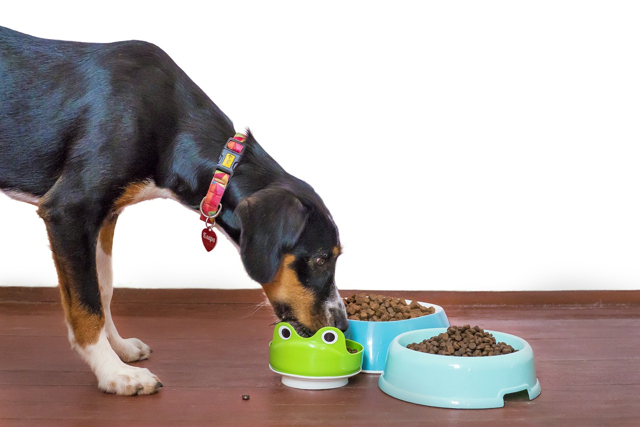 Jak właściwie karmić psa?