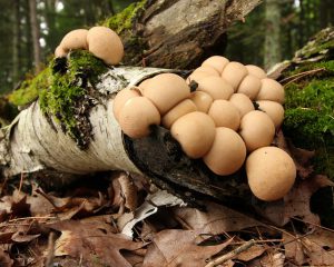 Naturalne – znaczy lepsze?