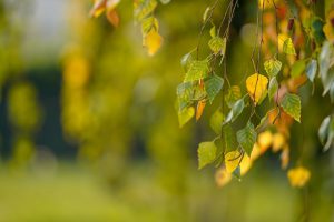 Planty Bytomskie Świętochłowice. Miejsce do wypoczynku